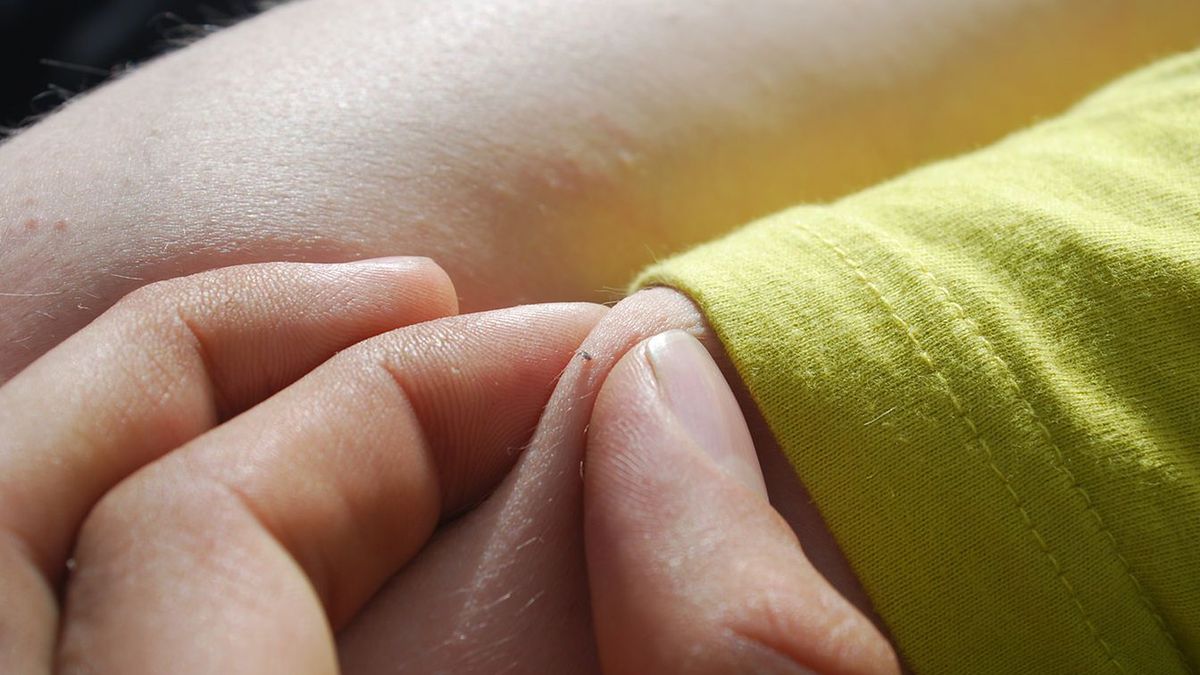 Nimfy kleszcza - aktywne wiosną 