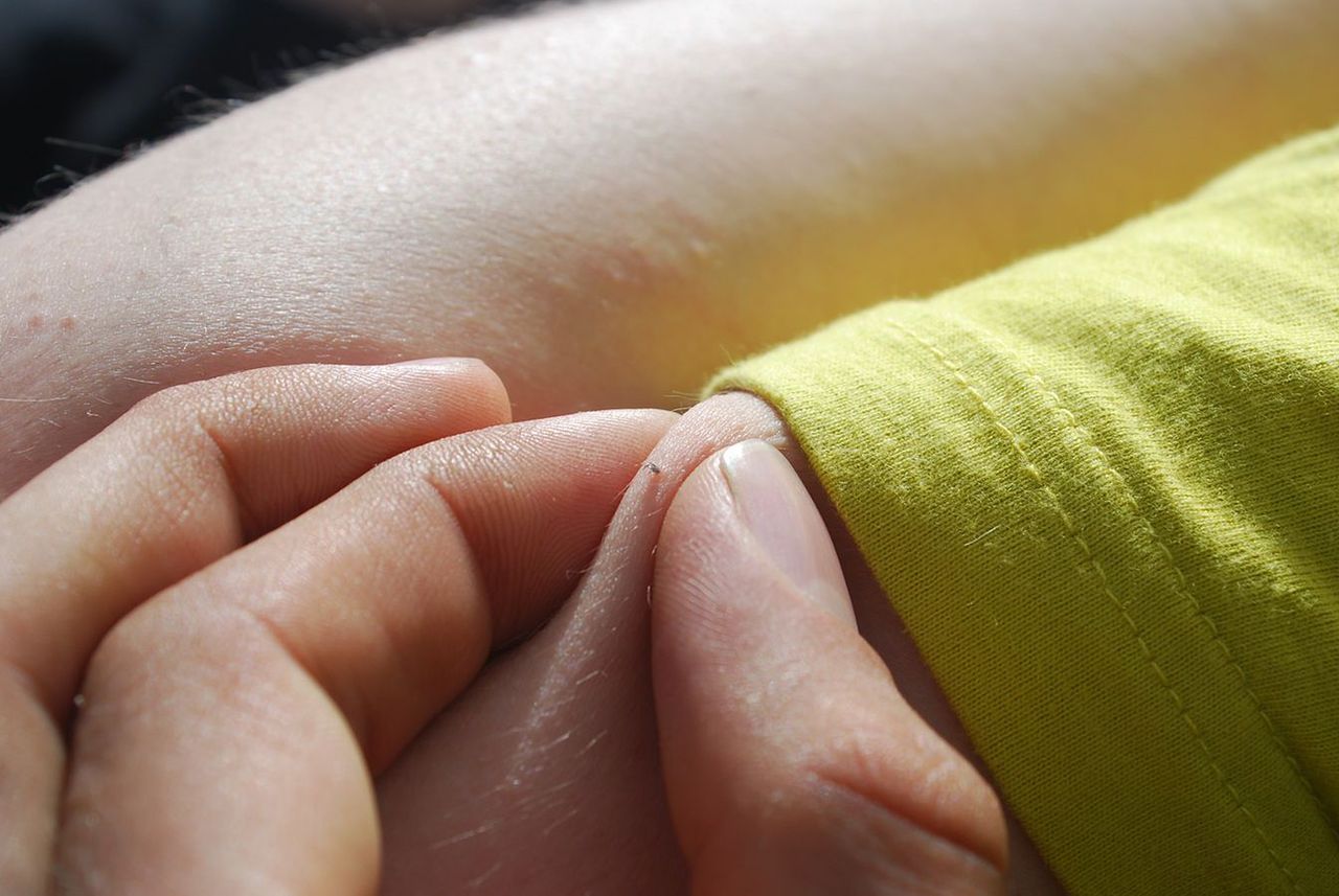 Jest niemal niewidoczna. Może przenosić boreliozę