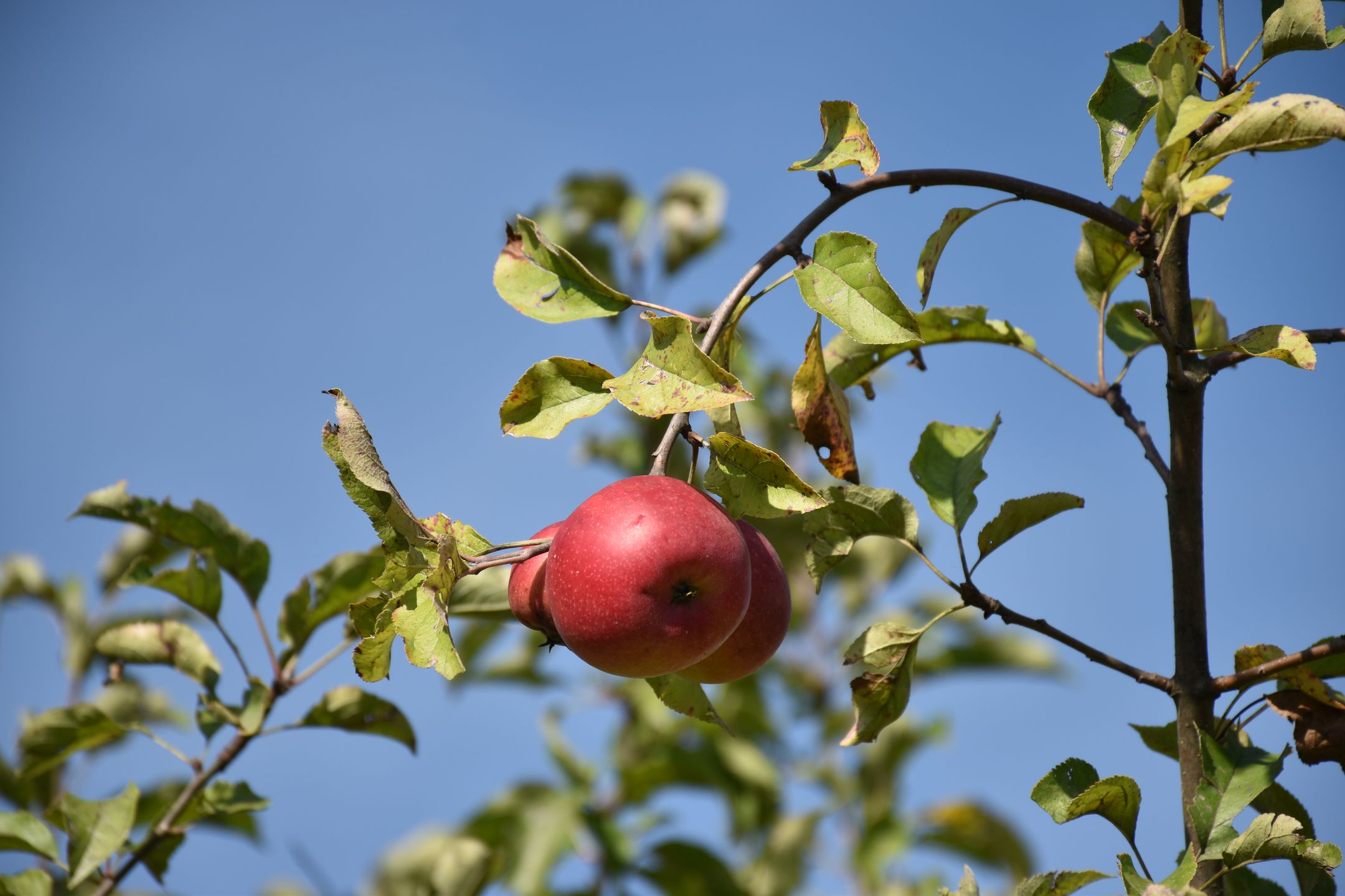 Nikon D3500 pomoże ci uchwycić najważniejsze momenty w życiu [test] 12