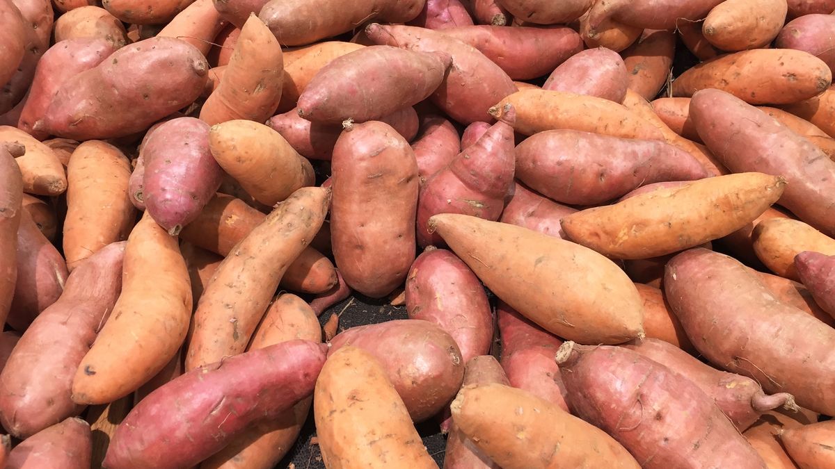 Słodkie ziemniaki mają wiele cennych korzyści zdrowotnych