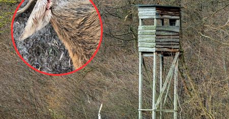 Walka trwała 6 lat. Myśliwy-sadysta usłyszał wyrok