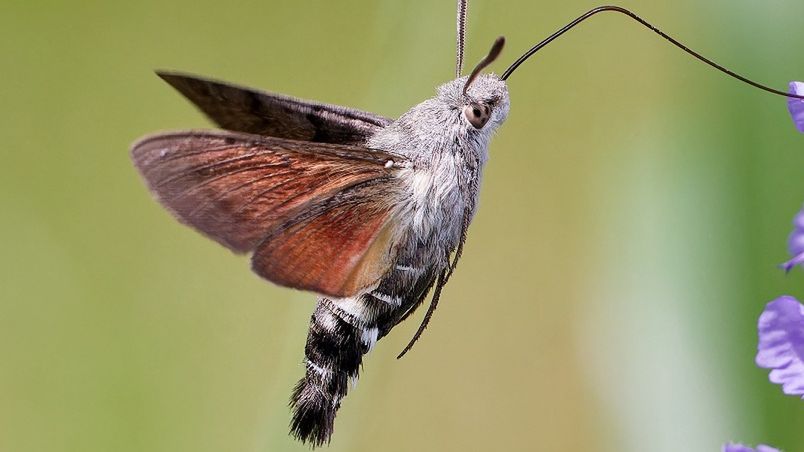 "Polskie kolibry" już przyleciały. Nie bój się, gdy je zobaczysz