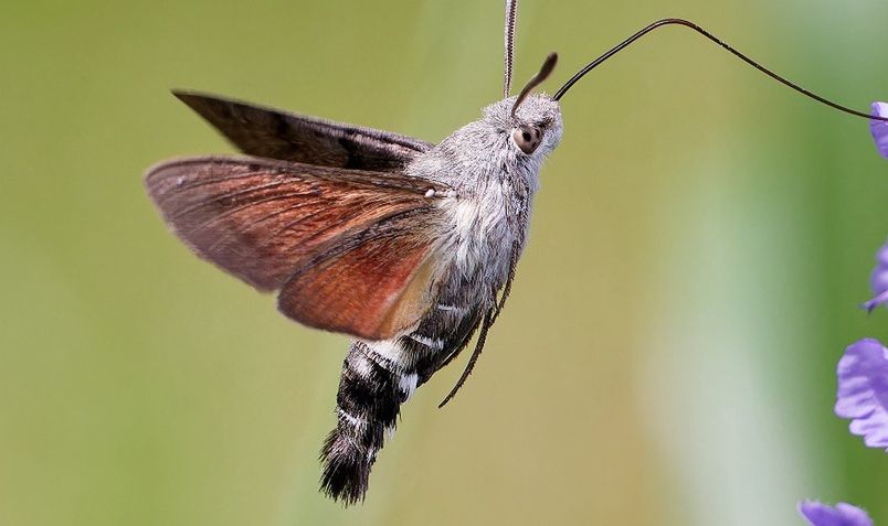 "Polskie kolibry" już przyleciały. Nie bój się, gdy je zobaczysz