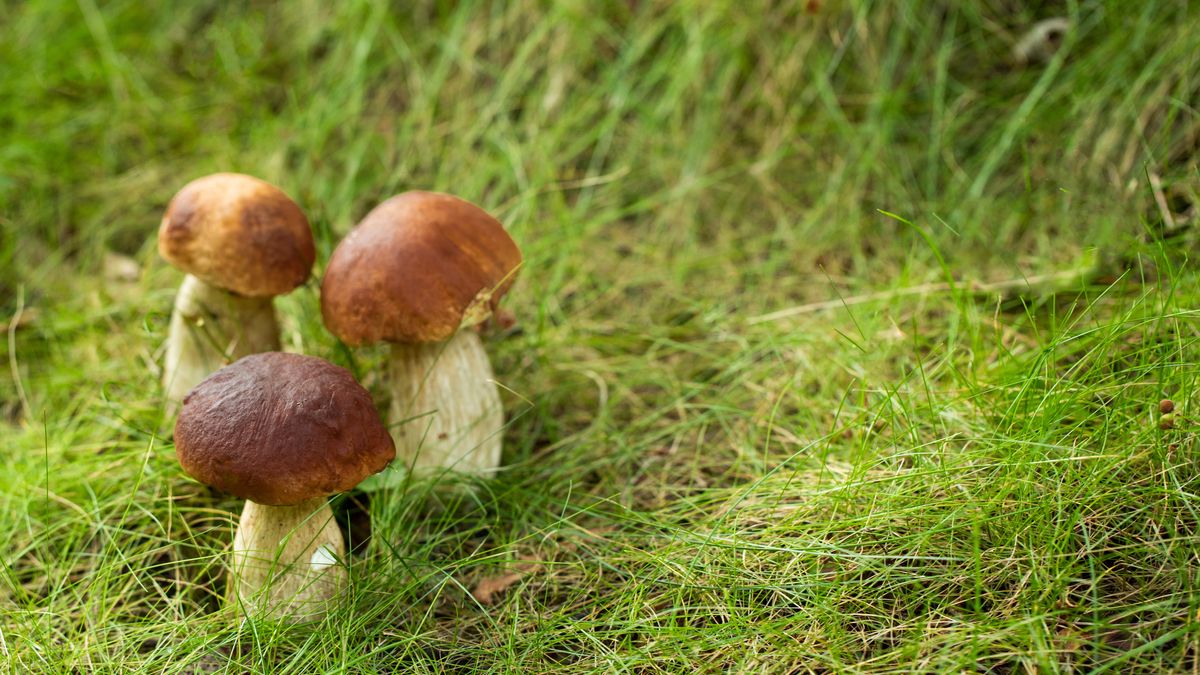 Pokazał tajne miejsce na prawdziwki