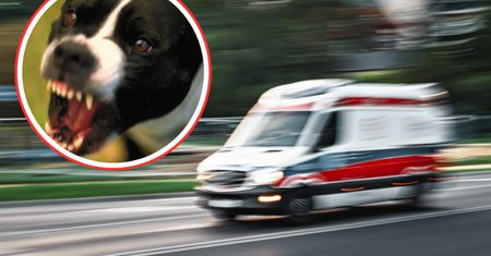 Pies rzucił się na 4-latka. Chłopiec trafił do szpitala