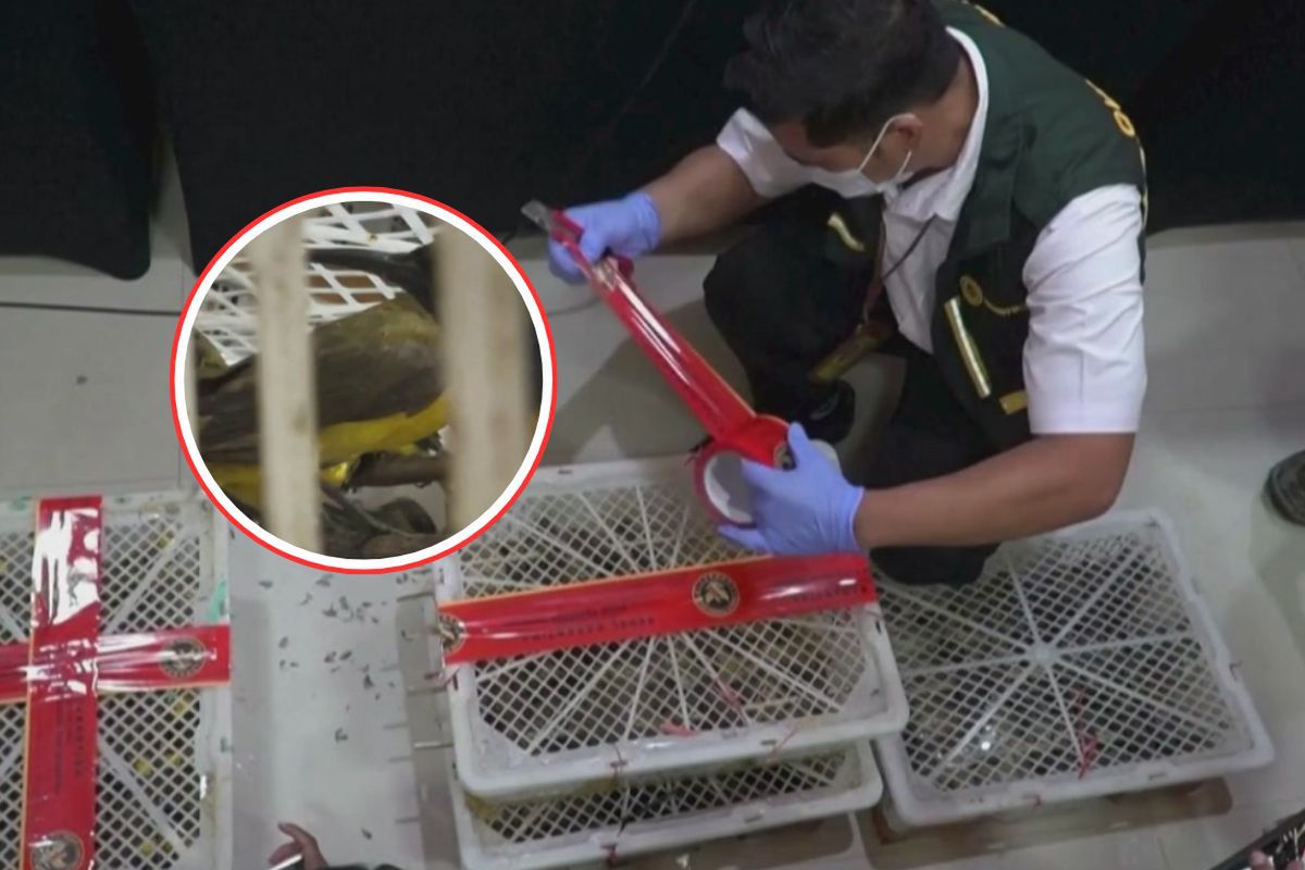 Miały trafić na czarny rynek. "Żywy towar". Jest ich ponad 7 tys.