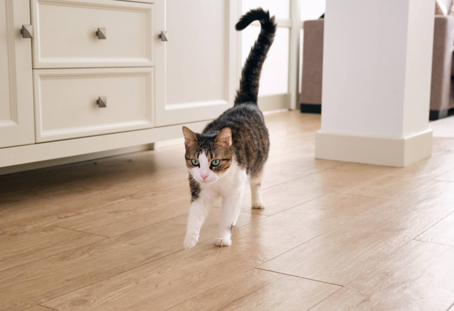 Ewolucyjna zagadka. Dlaczego ludzie nie mają ogonów?