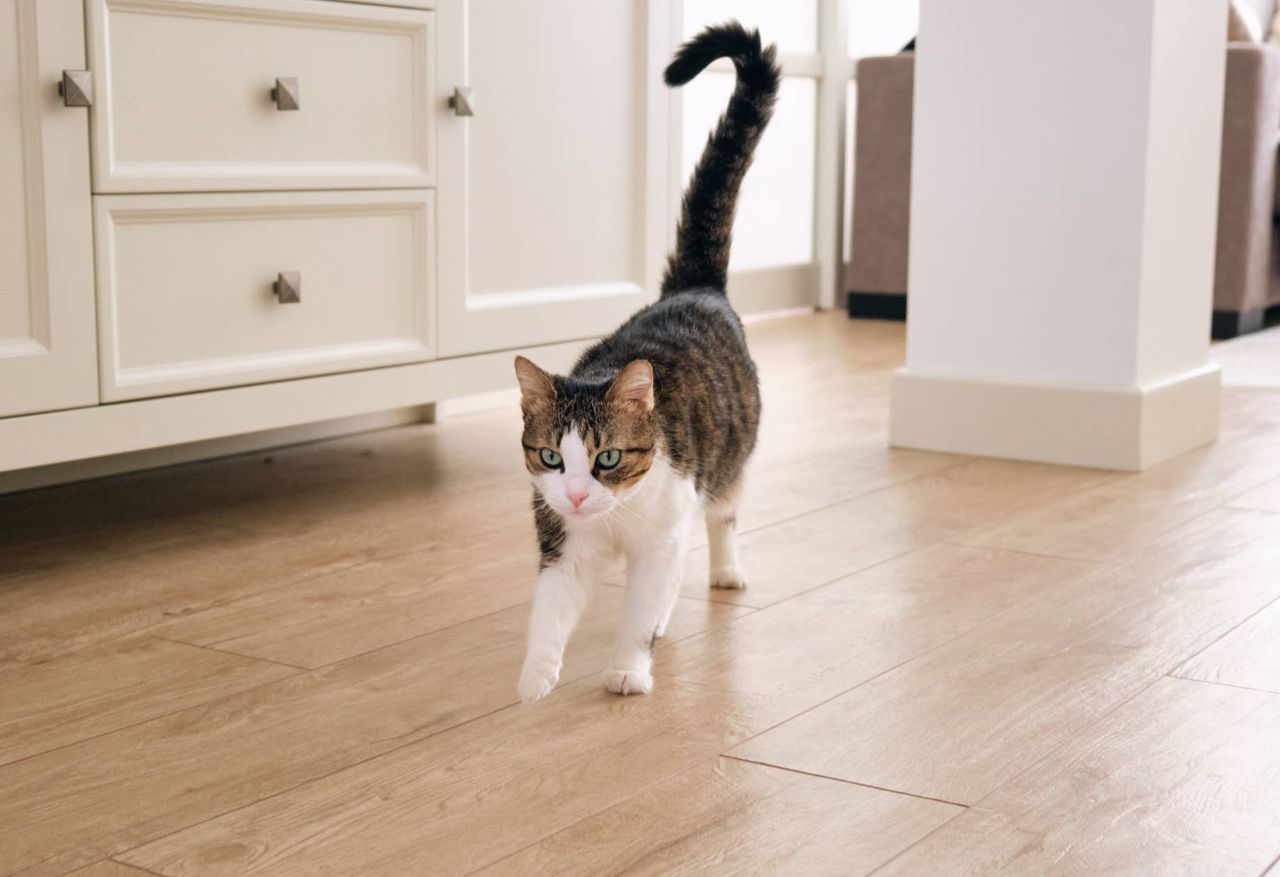 Ewolucyjna zagadka. Dlaczego ludzie nie mają ogonów?