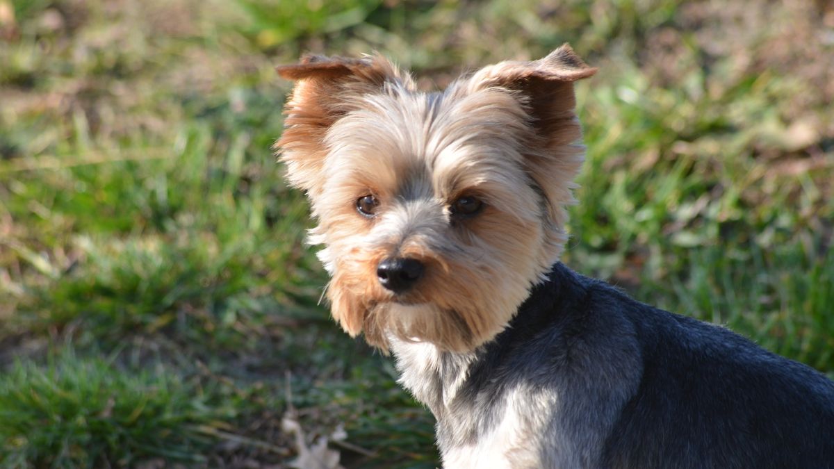 York został zadźgany w parku w Wielkiej Brytanii (zdj. ilustracyjne)