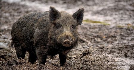 Legnica: dziki padają jak muchy na oczach mieszkańców miasta