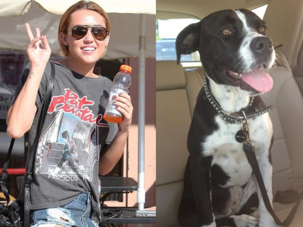 Miley adoptowała kolejnego psa (FOTO)