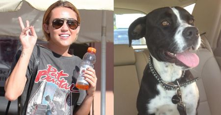 Miley adoptowała kolejnego psa (FOTO)