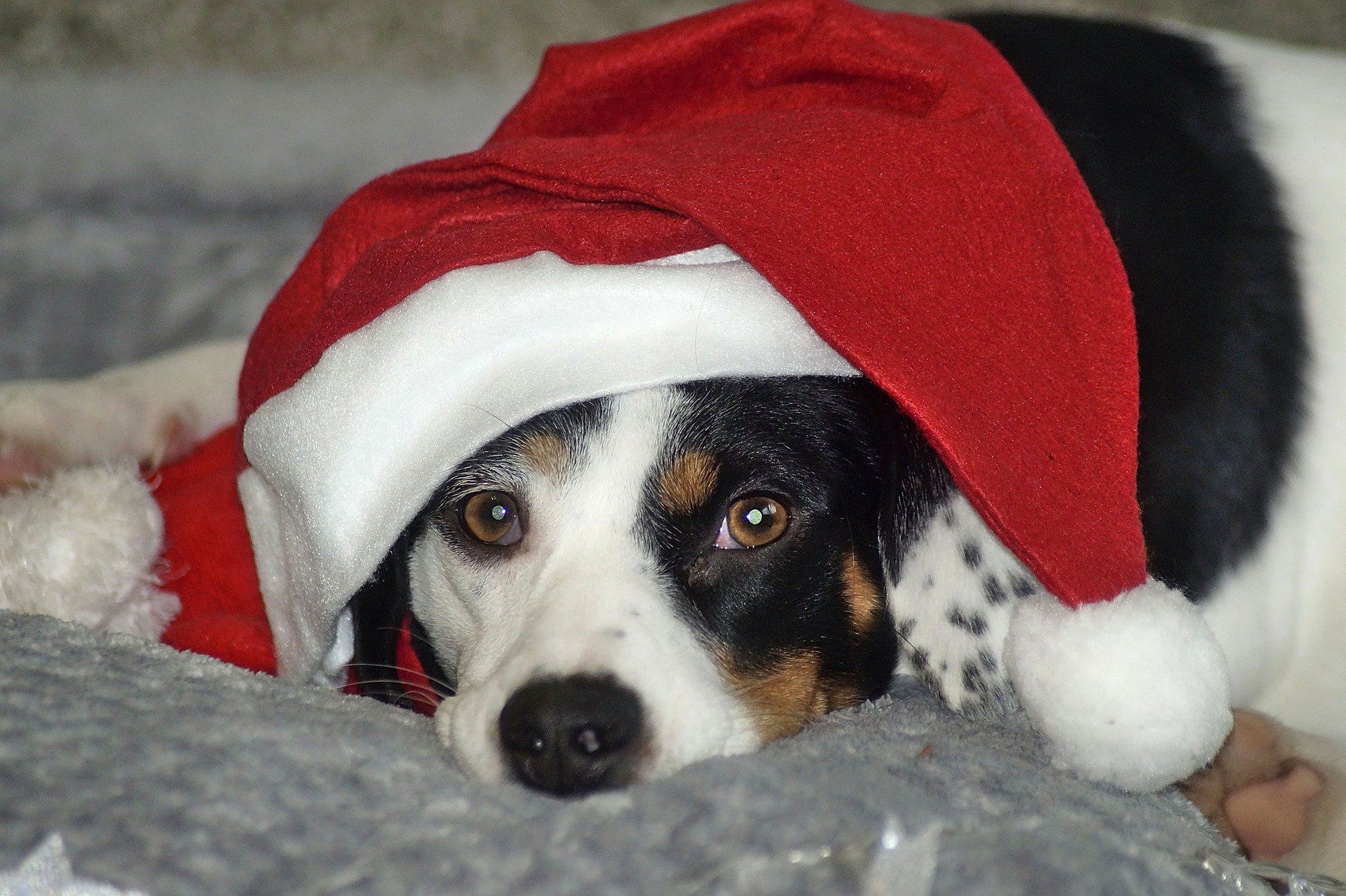 Schronisko zawiesza adopcje przed Bożym Narodzeniem. Powód szokuje