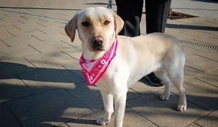 Transport zwierząt w Polsce. Pandemia koronawirusa wywołała zaskakujący efekt