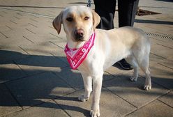 Transport zwierząt w Polsce. Pandemia koronawirusa wywołała zaskakujący efekt