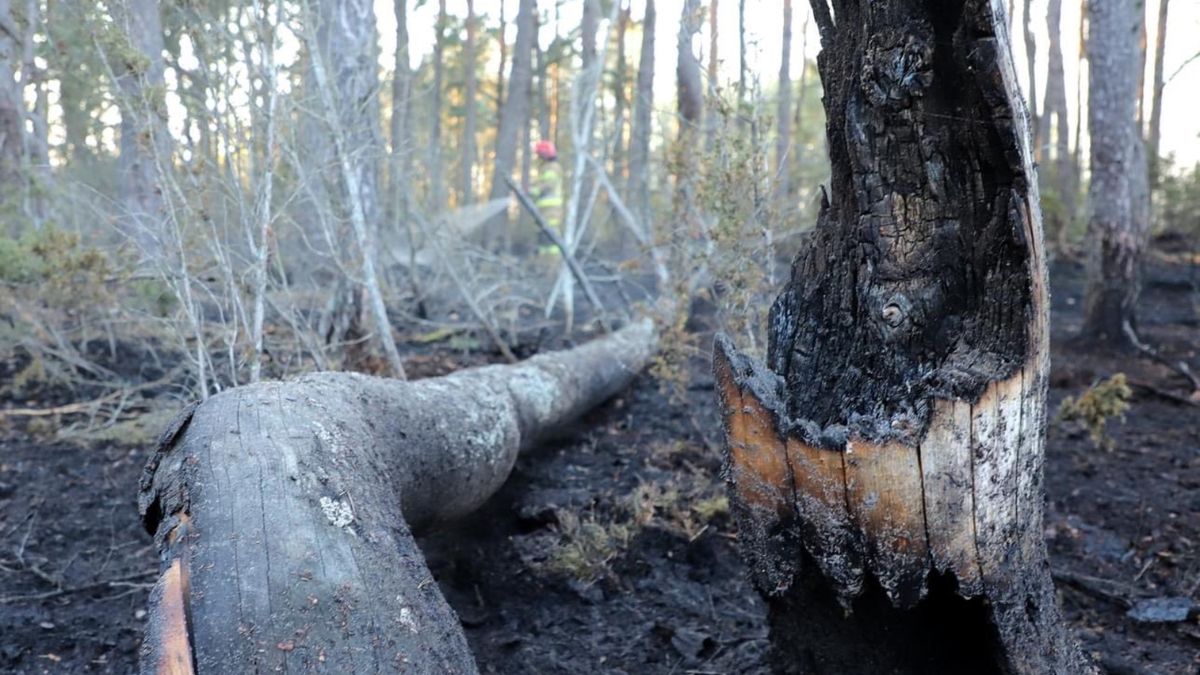 Ponad 90 proc. leśnych pożarów powoduje człowiek. 