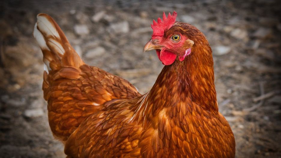 Kłodzko. Pojawił się wirus ptasiej grypy. Zapowiadane są kontrole
