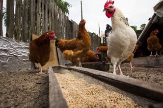 Pilne rozporządzenie. Nowy obowiązek dla rolników