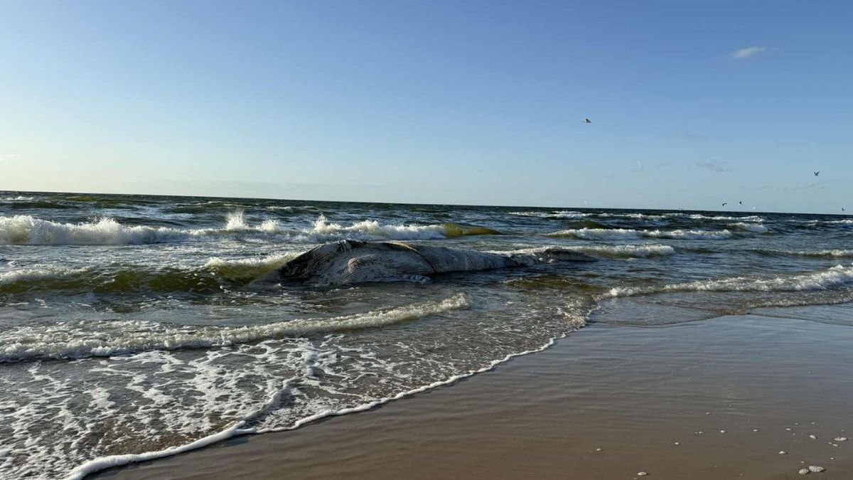 Martwy wieloryb został znaleziony na plaży w Wisełce