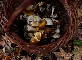 Czarne złoto" znów w koszykach. Grzybiarz pokazał zbiór