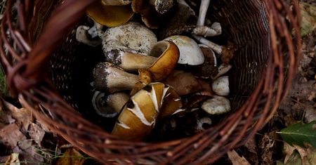 "Czarne złoto" znów w koszykach. Grzybiarz pokazał zbiór
