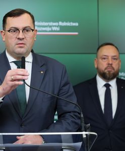 Zakażony dzik podrzucony? Będzie śledztwo w tej sprawie