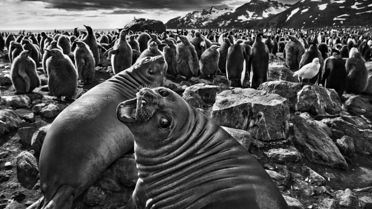 „Sól Ziemi” - do kin wchodzi film o ikonie fotografii Sebastiao Salgado 3