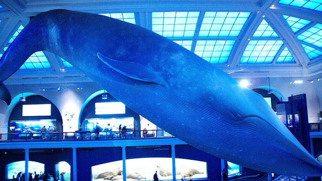 Jak duże jest serce płetwala błękitnego? 1