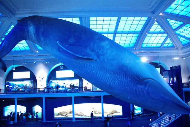 Jak duże jest serce płetwala błękitnego?