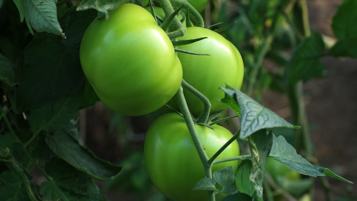 Zielone pomidory