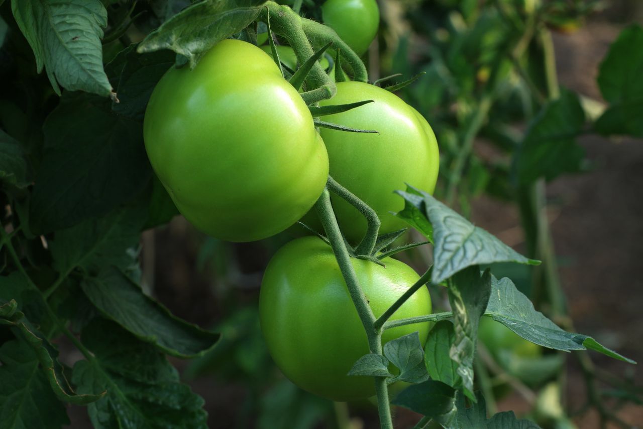 Homemade pickled green tomatoes: A crunchy, gut-healthy delight