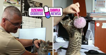 "Zatrudnili go" na etat w ZDM. Gino ma ważne zadanie
