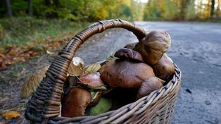 Zaczyna się sezon na grzyby. Są już pierwsze okazy