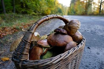 Zaczyna się sezon na grzyby. Są już pierwsze okazy