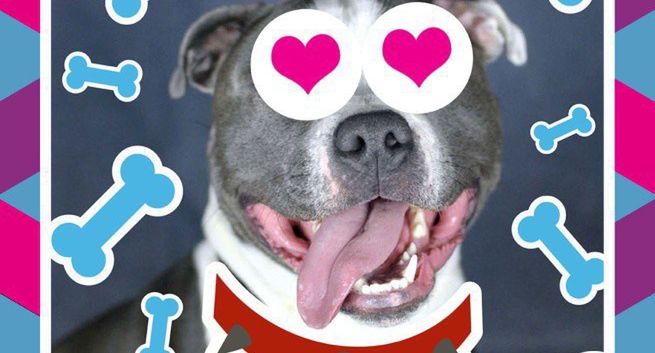 Boomerang Pet Photo Booth - przerabianie zdjęć zwierząt w mobilnej aplikacji