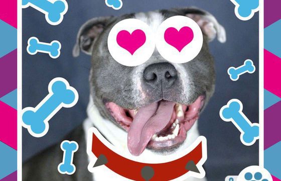 Boomerang Pet Photo Booth - przerabianie zdjęć zwierząt w mobilnej aplikacji