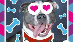 Boomerang Pet Photo Booth - przerabianie zdjęć zwierząt w mobilnej aplikacji