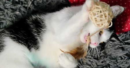 Dzień Otwarty w schronisku w Lublinie. Będzie można poznać zwierzaki i… wyjść z nowym przyjacielem