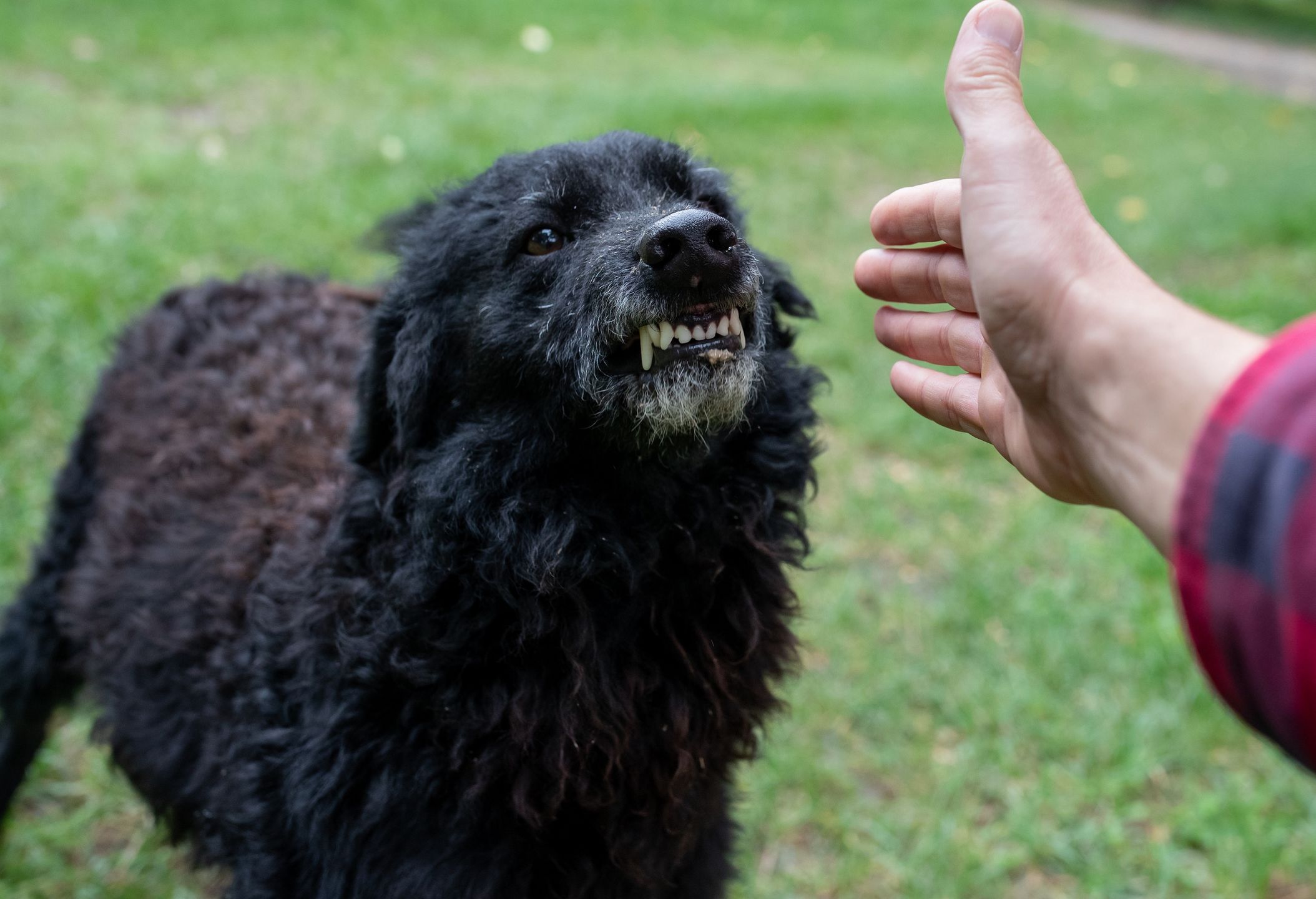 Close up of insecure dog showing teeth to stranger who approaching with hand to animal outsidestranger, showing, black, head, portrait, insecure, outdoor, frighten, protection, savage, scary, fang, bark, hatred, snarling, mammal, biting, violent, aggression, danger, canine, attack, pet, aggressive, guardian, domestic, people, male, hand, barking, furious, animal, teeth, angry, dog