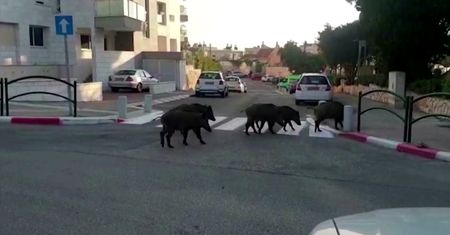 Opanowują miasta. Dzikie zwierzęta w dobie koronawirusa