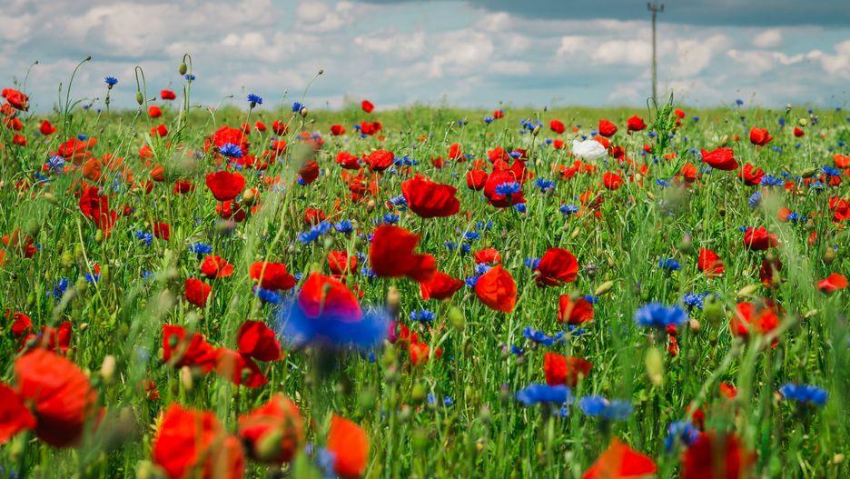 Pogoda lato maki łąka słońce