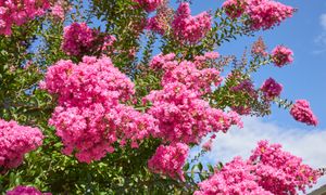 Bije na głowę hortensje. Będzie kwitnąć przez 120 dni w roku