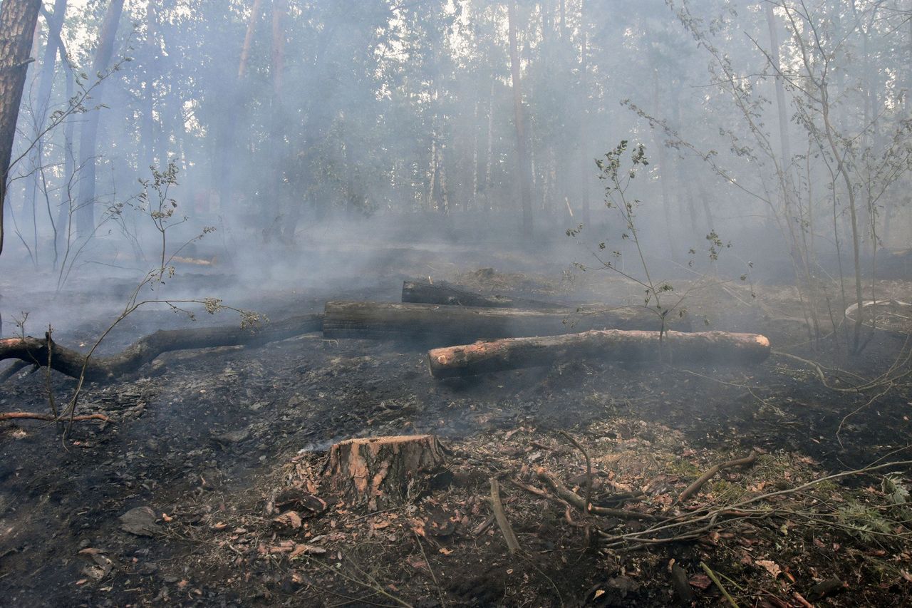 Tragedia w Małopolsce. W pożarze lasu koło Olkusza zginęła jedna osoba
