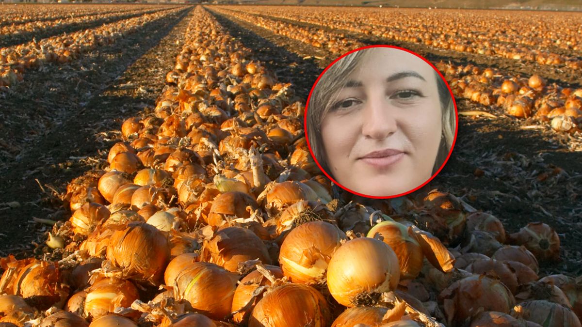 Rolniczka oddaje 20 ton cebuli.