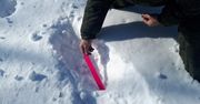 Mieszkańcy Jakucji zaskoczeni obecnością niedźwiedzia polarnego