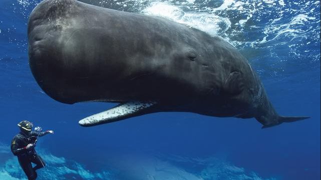 Kto korzysta z mikrotransakcji w grach mobilnych? Wieloryby! 1