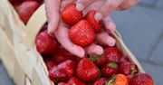 Ceny truskawek. Oto ile zapłacimy za owoce w połowie czerwca