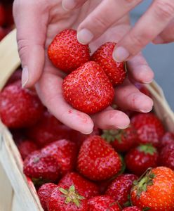 Ceny truskawek. Oto ile zapłacimy za owoce w połowie czerwca