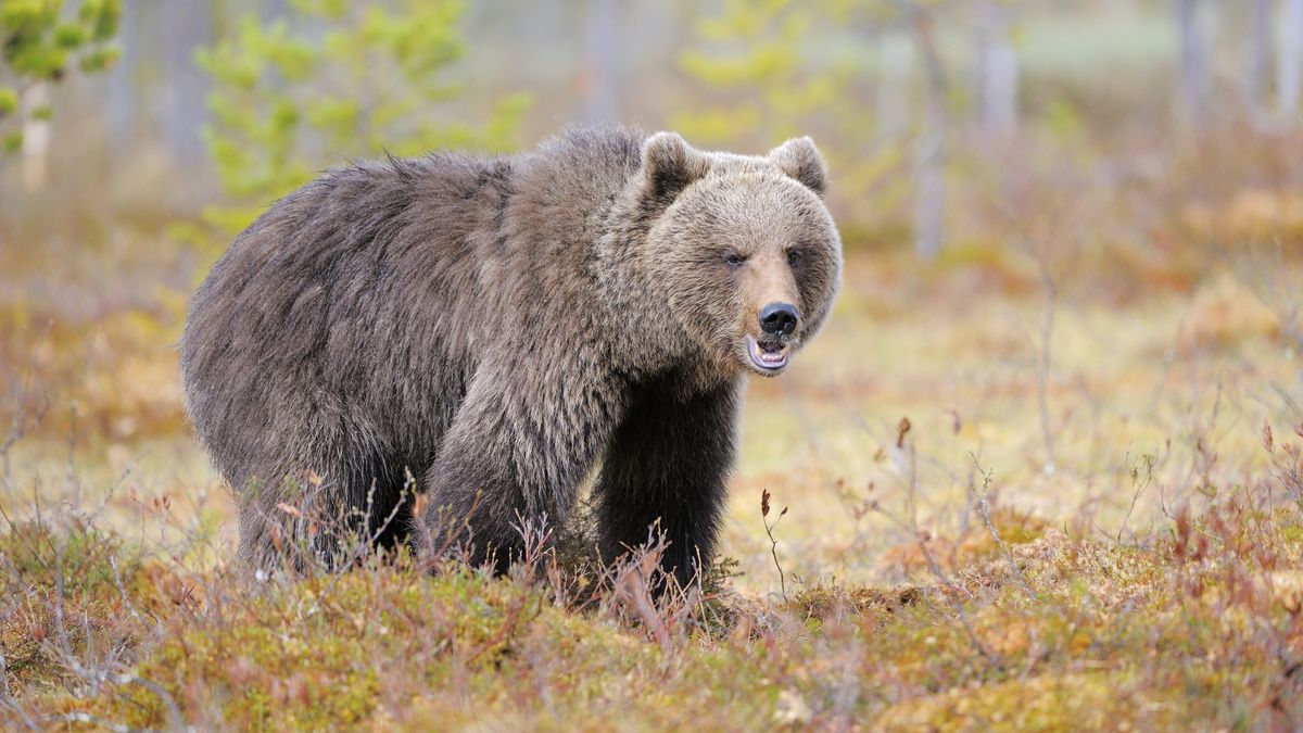 Atak niedźwiedzia w Bieszczadach.