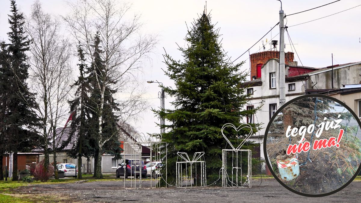 Nowa choinka na placu przy ul. Głównej w Osieku nad Notecią. 